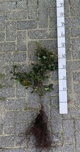 Fagus sylvatica 40-60 cm wortelgoed 3 jarig verplante zaailin - afbeelding 2