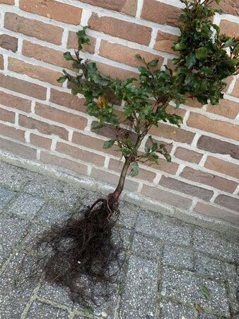 Fagus sylvatica 40-60 cm wortelgoed 3 jarig verplante zaailin - afbeelding 4