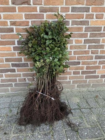 Fagus sylvatica 40-60 cm wortelgoed 3 jarig verplante zaailin - afbeelding 5