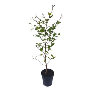 Fagus sylvatica 60-80 cm cont. 2,5L - afbeelding 4