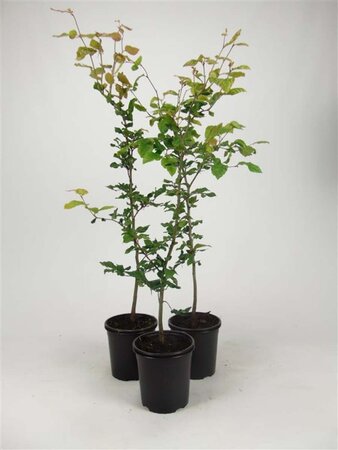 Fagus sylvatica 60-80 cm cont. 2,5L - afbeelding 2