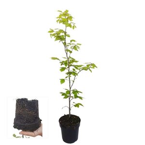 Fagus sylvatica 60-80 cm cont. 2,5L - afbeelding 5