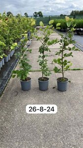 Fagus sylvatica 60-80 cm cont. 2,5L - afbeelding 1