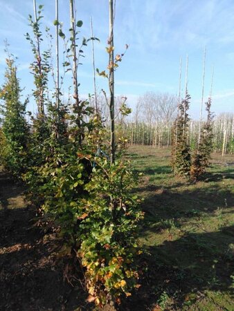 Fagus sylvatica 6-8 cm wortelgoed geveerd - afbeelding 5