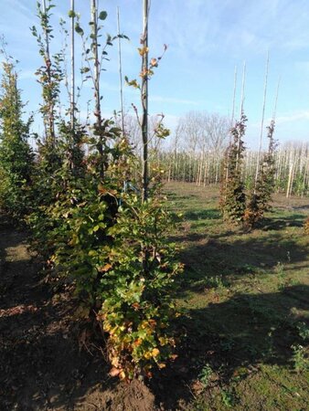 Fagus sylvatica 6-8 cm wortelgoed geveerd - afbeelding 1