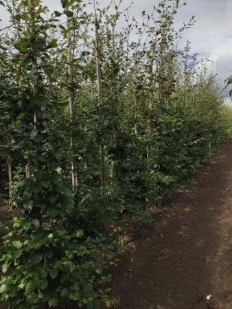 Fagus sylvatica 6-8 cm wortelgoed geveerd - afbeelding 11