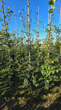 Fagus sylvatica 6-8 cm wortelgoed geveerd - afbeelding 3