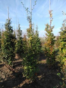 Fagus sylvatica 8-10 cm wortelgoed geveerd - afbeelding 7