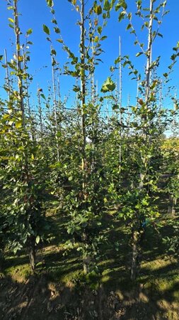 Fagus sylvatica 8-10 cm wortelgoed geveerd - afbeelding 4