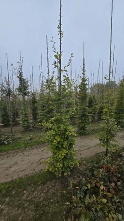 Fagus sylvatica 8-10 cm wortelgoed geveerd - afbeelding 6