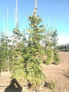 Fagus sylvatica 8-10 cm wortelgoed geveerd - afbeelding 1