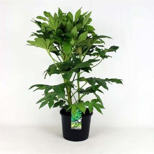 Fatsia japonica geen maat specificatie cont. 12L