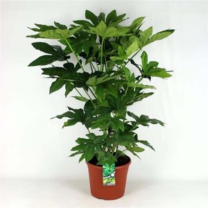 Fatsia japonica geen maat specificatie cont. 18L - afbeelding 1