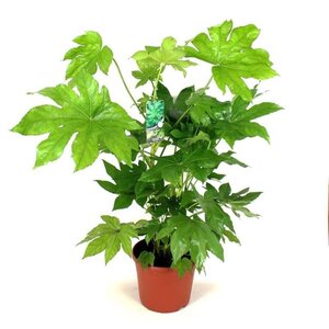 Fatsia japonica geen maat specificatie cont. 18L - afbeelding 2