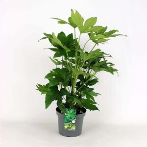 Fatsia japonica geen maat specificatie cont. 5,0L