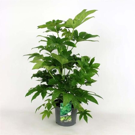 Fatsia japonica geen maat specificatie cont. 7,5L