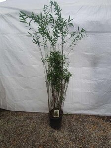 Fargesia 'Winter Joy' 175-200 cm cont. 15L - afbeelding 4