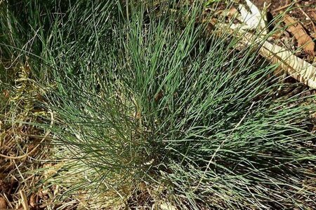 Festuca amethystina geen maat specificatie 0,55L/P9cm - afbeelding 1