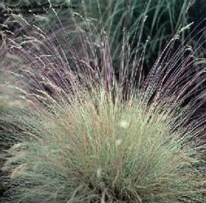 Festuca amethystina geen maat specificatie 0,55L/P9cm - afbeelding 3