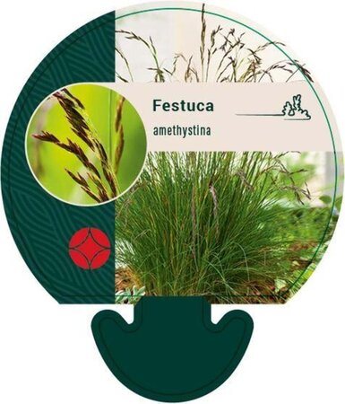 Festuca amethystina geen maat specificatie 0,55L/P9cm - image 2