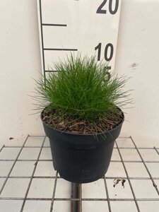 Festuca gautieri geen maat specificatie cont. 2,0L - afbeelding 6