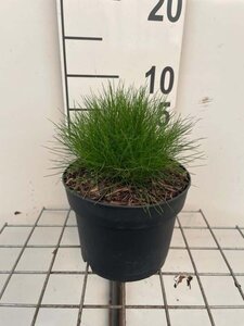 Festuca gautieri geen maat specificatie cont. 2,0L - afbeelding 3