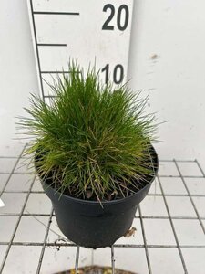 Festuca gautieri geen maat specificatie cont. 2,0L - afbeelding 4