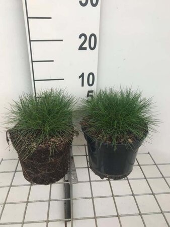 Festuca gautieri geen maat specificatie cont. 2,0L - afbeelding 5