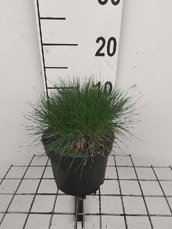 Festuca gautieri geen maat specificatie cont. 2,0L - afbeelding 5