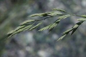 Festuca gautieri geen maat specificatie cont. 2,0L - afbeelding 1