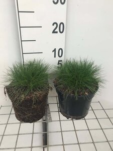 Festuca gautieri geen maat specificatie cont. 2,0L - afbeelding 7