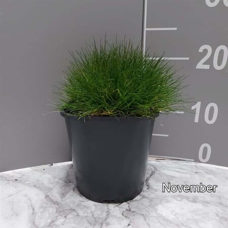 Festuca gautieri geen maat specificatie cont. 2,0L - afbeelding 2