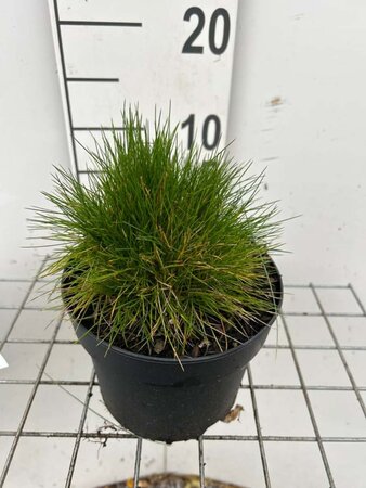 Festuca gautieri geen maat specificatie cont. 2,0L - afbeelding 8