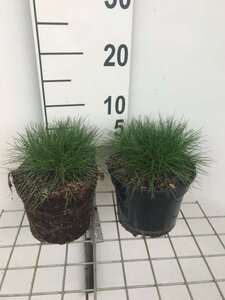 Festuca gautieri geen maat specificatie cont. 2,0L - image 5