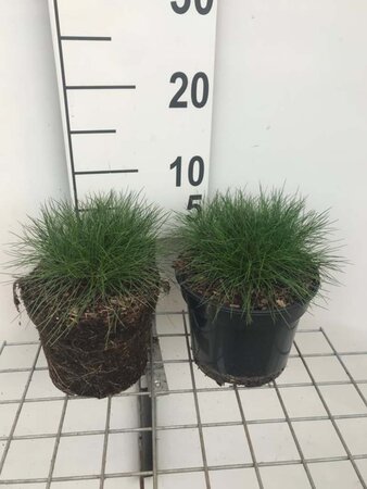 Festuca gautieri geen maat specificatie cont. 2,0L - image 7