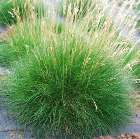 Festuca gautieri geen maat specificatie 0,55L/P9cm - afbeelding 5