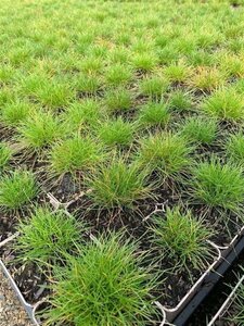 Festuca gautieri geen maat specificatie 0,55L/P9cm - afbeelding 2