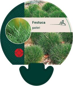 Festuca gautieri geen maat specificatie 0,55L/P9cm - afbeelding 3