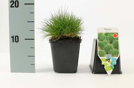 Festuca gautieri geen maat specificatie 0,55L/P9cm - afbeelding 4