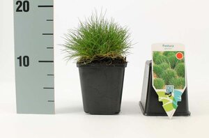 Festuca gautieri geen maat specificatie 0,55L/P9cm - image 4