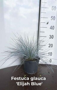 Festuca glauca 'Elijah Blue' geen maat specificatie cont. 2,0L - afbeelding 4