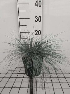 Festuca glauca 'Elijah Blue' geen maat specificatie cont. 2,0L - afbeelding 5