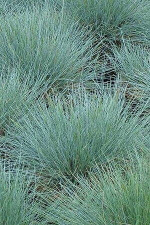 Festuca glauca 'Elijah Blue' geen maat specificatie cont. 2,0L - afbeelding 1