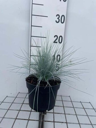 Festuca glauca 'Elijah Blue' geen maat specificatie cont. 2,0L - afbeelding 2