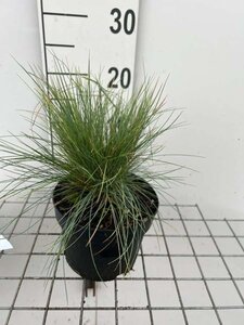 Festuca glauca 'Elijah Blue' geen maat specificatie cont. 2,0L - afbeelding 3