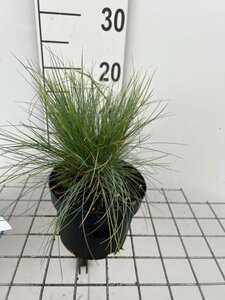 Festuca glauca 'Elijah Blue' geen maat specificatie cont. 2,0L - image 8