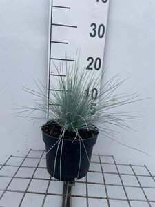 Festuca glauca 'Elijah Blue' geen maat specificatie cont. 2,0L - image 9