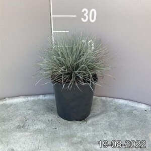 Festuca glauca 'Elijah Blue' geen maat specificatie cont. 2,0L - image 5