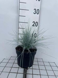 Festuca glauca 'Elijah Blue' geen maat specificatie cont. 2,0L - image 2