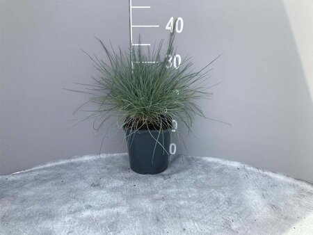 Festuca glauca 'Elijah Blue' geen maat specificatie cont. 2,0L - image 6